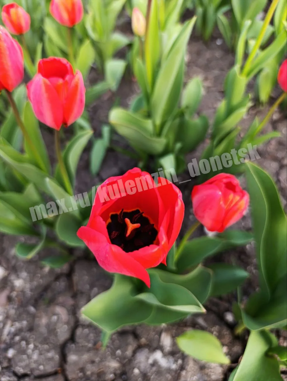 Алексей Кулемзин: Весна в Донецке: море тюльпанов и радости! Алексей Кулемзин: Весна в Донецке: море тюльпанов и радости!