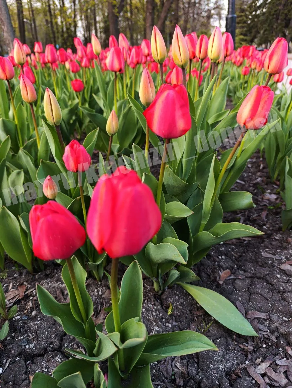 Алексей Кулемзин: Весна в Донецке: море тюльпанов и радости! Алексей Кулемзин: Весна в Донецке: море тюльпанов и радости!