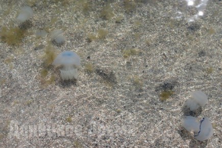 �� �������� ����� ����� ������ ������� � ��������: ����������� �� ������ �������� � ����