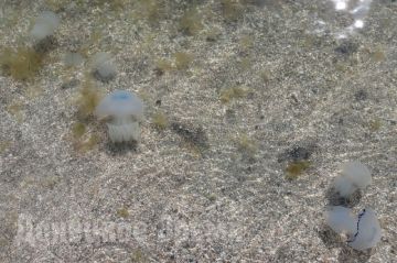 Из азовских медуз хотят делать желатин и коллаген: эксперимент по вылову начнется в июле