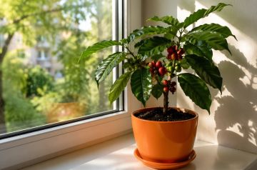 �������� � ������: ��� ��������� �������� ������ ����