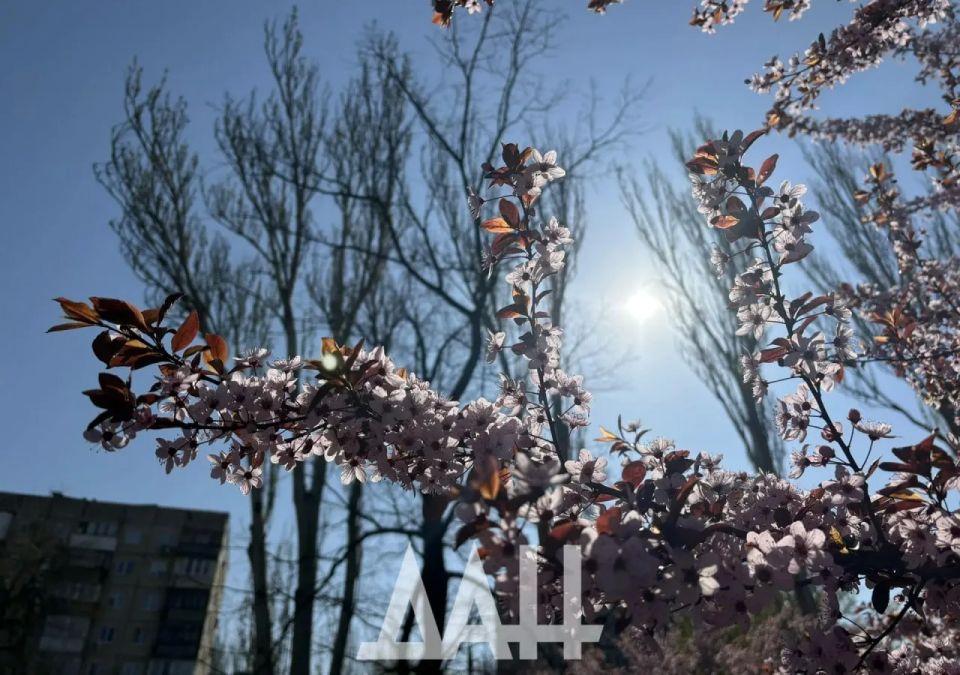 На бульваре Шахтостроителей в сквере, который заложили не так давно, зацвела вишня На бульваре Шахтостроителей в сквере, который заложили не так давно, зацвела вишня