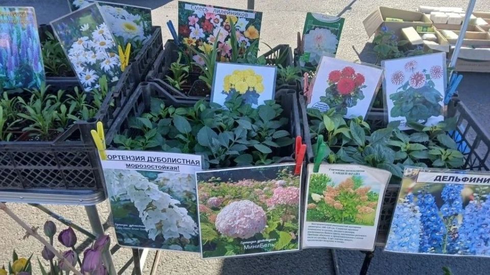В Снежном прошла ярмарка. 17 апреля в городском округе традиционно развернулись прилавки с товарами от местных производителей и предпринимателей Донецка, Макеевки, Харцызска, Енакиво, Тореза, Таганрога и других населенных... В Снежном прошла ярмарка. 17 апреля в городском округе традиционно развернулись прилавки с товарами от местных производителей и предпринимателей Донецка, Макеевки, Харцызска, Енакиво, Тореза, Таганрога и других населенных...
