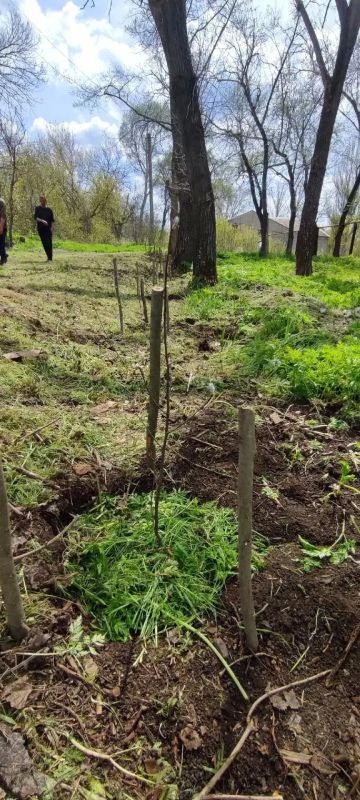 ТОС в работе. Участники территориального общественного самоуправления "Луч мира" под руководством Николая Бурукина и жители села Великое Мешково провели субботник и заложили "Рябиновую аллею" на территории парка ТОС в работе. Участники территориального общественного самоуправления "Луч мира" под руководством Николая Бурукина и жители села Великое Мешково провели субботник и заложили "Рябиновую аллею" на территории парка