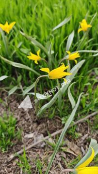 �������� ������� ������������ ������������ ������� ��������