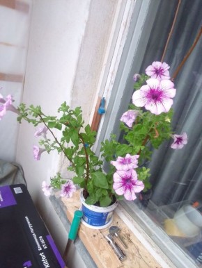 ��� ���� ���������� �������� ������ �� ���������� �������� ������