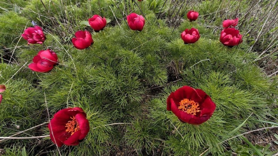В Крыму массово зацвели дикие пионы В Крыму массово зацвели дикие пионы