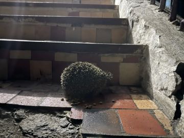 ���� ���������: ��������� ������� ����������� ���� �������� �������-�������