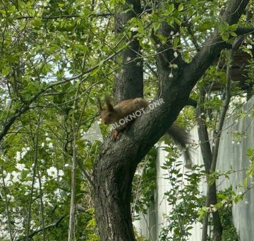 �������� �������� ������ ������� �������, ������� �� ��������