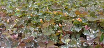 ������ �� ����� ����������� ������