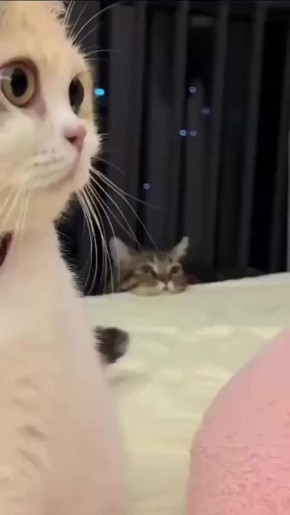 ��� �� ���� ��������� ���, ����� �� ����������� �� ��� ���