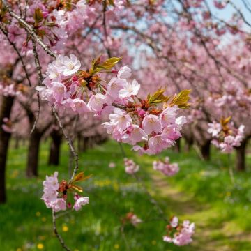 ������������� ��������. 30 ������ � ���������� ���������� ����������, ����� ������� ��������� ������, ��������������� � ���� �����, ���� ��� ������������ �������