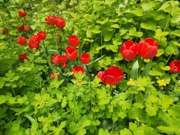 ������� ������: ��� ������ ��������� �������� ���������?