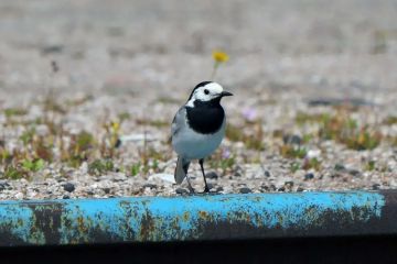 ������������� �����. ������������� ��� ������ ���������� ������ �� ���������� ���������� ��������� ��������� - ����� ����������