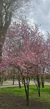 ���� ������: ���. ������� ���������