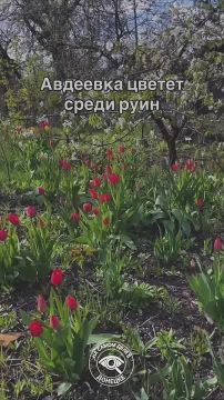 �������� ����� ����� ����