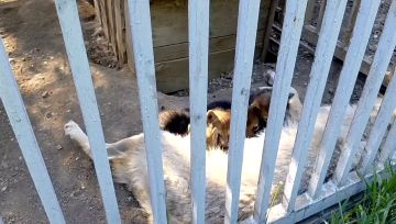 В мариупольском зоопарке родились волчата