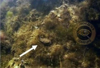 В Азовском море появился новый вид крабов — плоскоспинный грязевой краб В Азовском море появился новый вид крабов — плоскоспинный грязевой краб