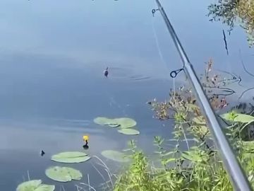��� �������� �������� ������ ����� ���� ������ �����: ��������, ��������, ���!