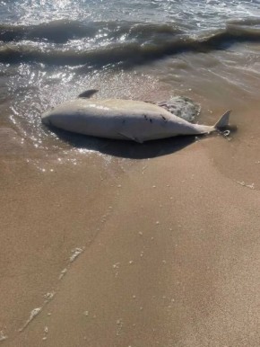 На побережье Азовского моря в районе Белосарайской Косы, Мариуполя, Седово и Урзуфа зафиксирована гибель дельфинов и рыбы