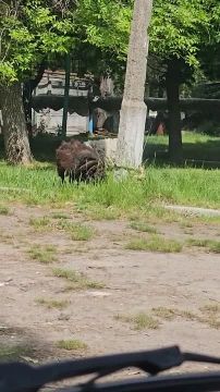 Милота дня: в Горловке возле кожвендиспансера в Центрально-Городском районе пасутся овечки