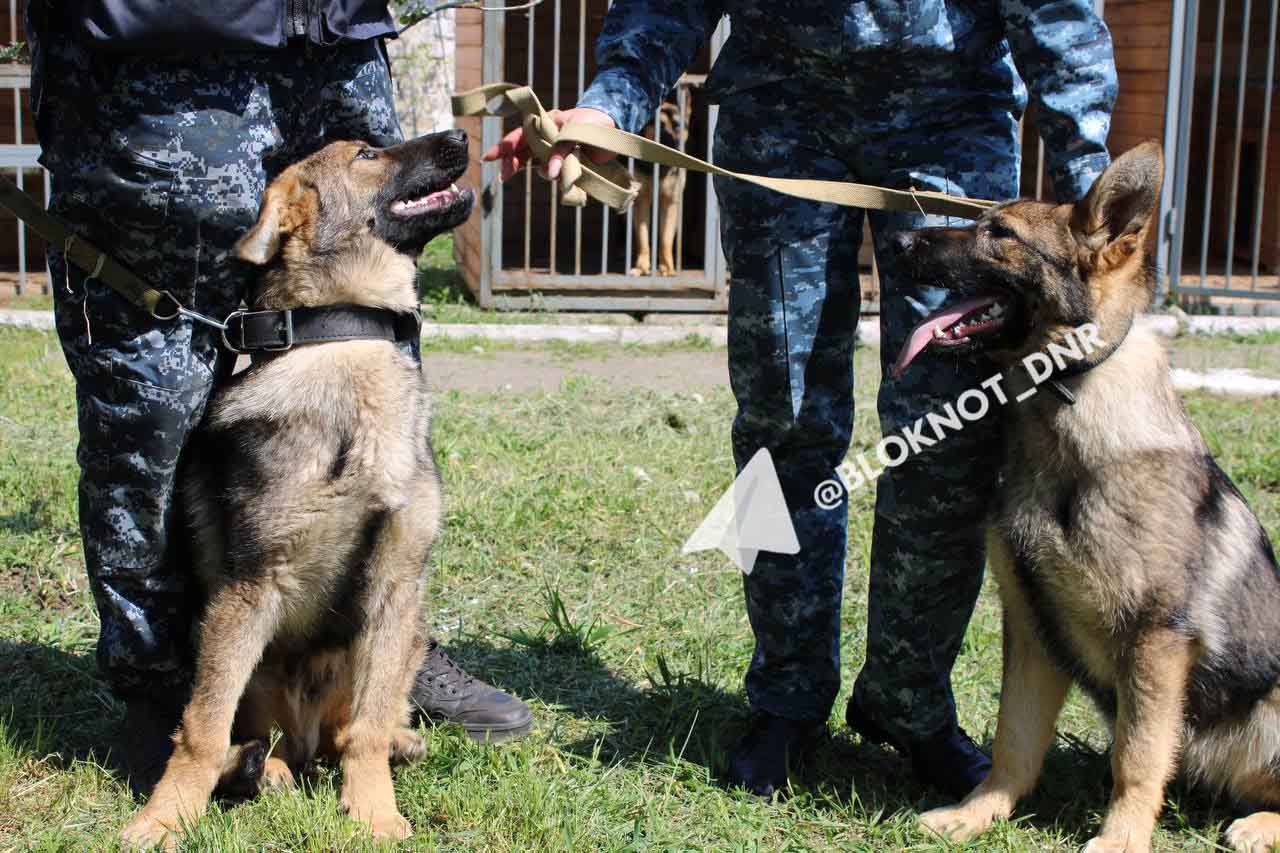 «Шерстяные полицейские» Корсар и Кьяра из-под Воронежа будут стеречь колонию в Ждановке «Шерстяные полицейские» Корсар и Кьяра из-под Воронежа будут стеречь колонию в Ждановке