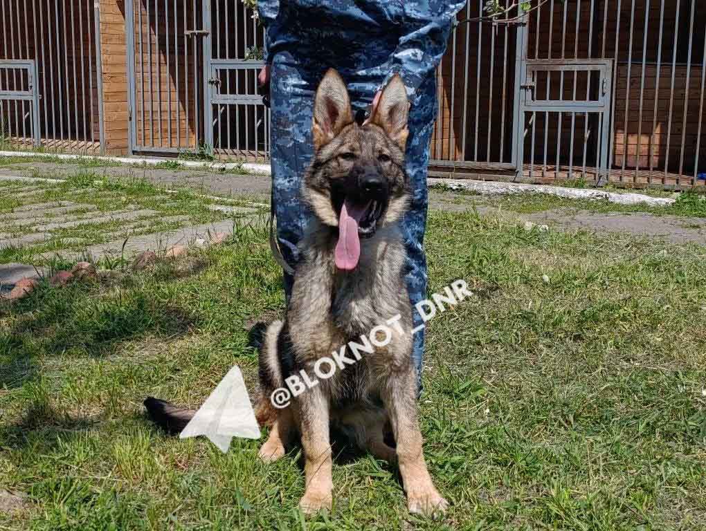 «Шерстяные полицейские» Корсар и Кьяра из-под Воронежа будут стеречь колонию в Ждановке «Шерстяные полицейские» Корсар и Кьяра из-под Воронежа будут стеречь колонию в Ждановке