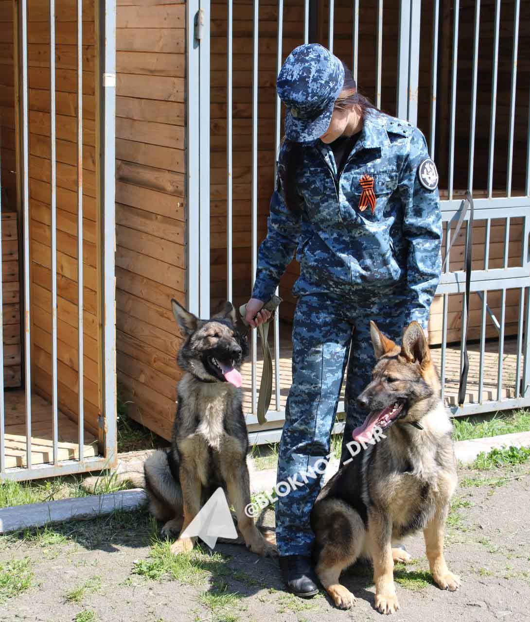 «Шерстяные полицейские» Корсар и Кьяра из-под Воронежа будут стеречь колонию в Ждановке «Шерстяные полицейские» Корсар и Кьяра из-под Воронежа будут стеречь колонию в Ждановке