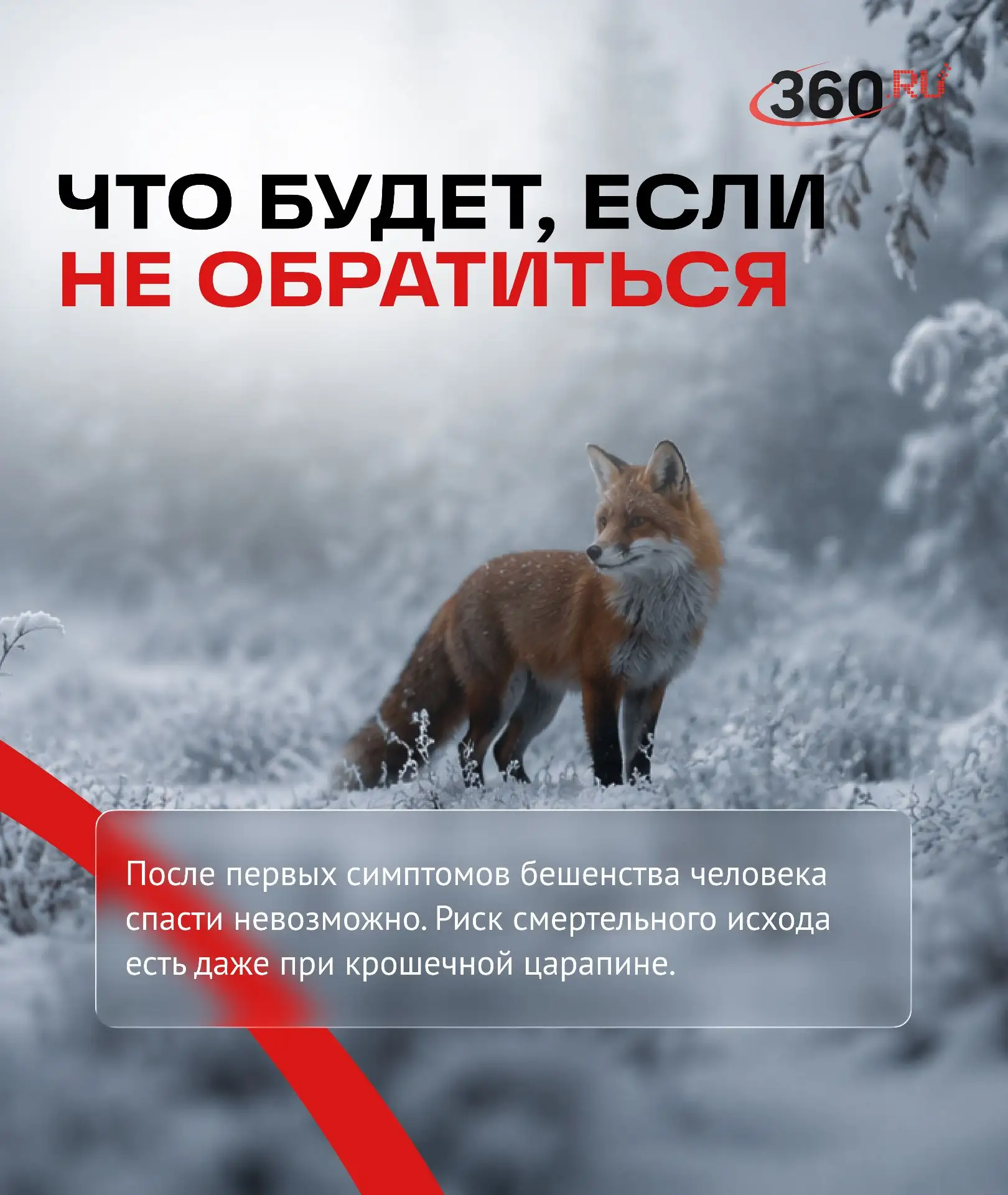 Что делать, если вас укусило дикое животное? Что делать, если вас укусило дикое животное?