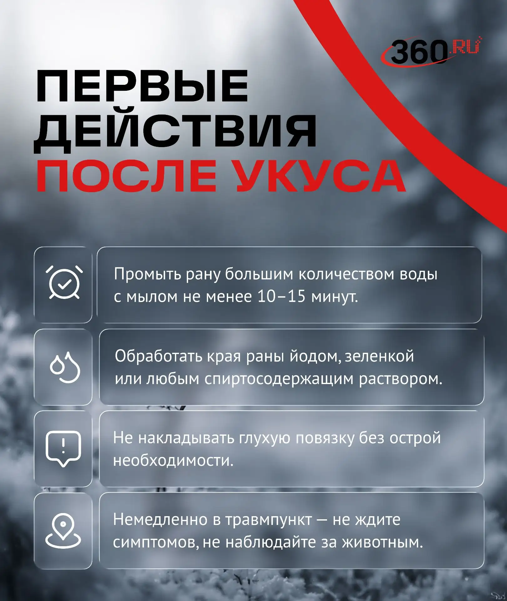 Что делать, если вас укусило дикое животное? Что делать, если вас укусило дикое животное?