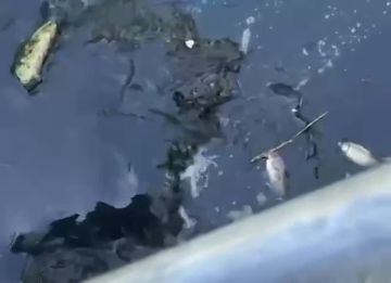 По факту массового мора рыбы в реке Кальмиус и гибели дельфинов в Азовском море проводятся проверки