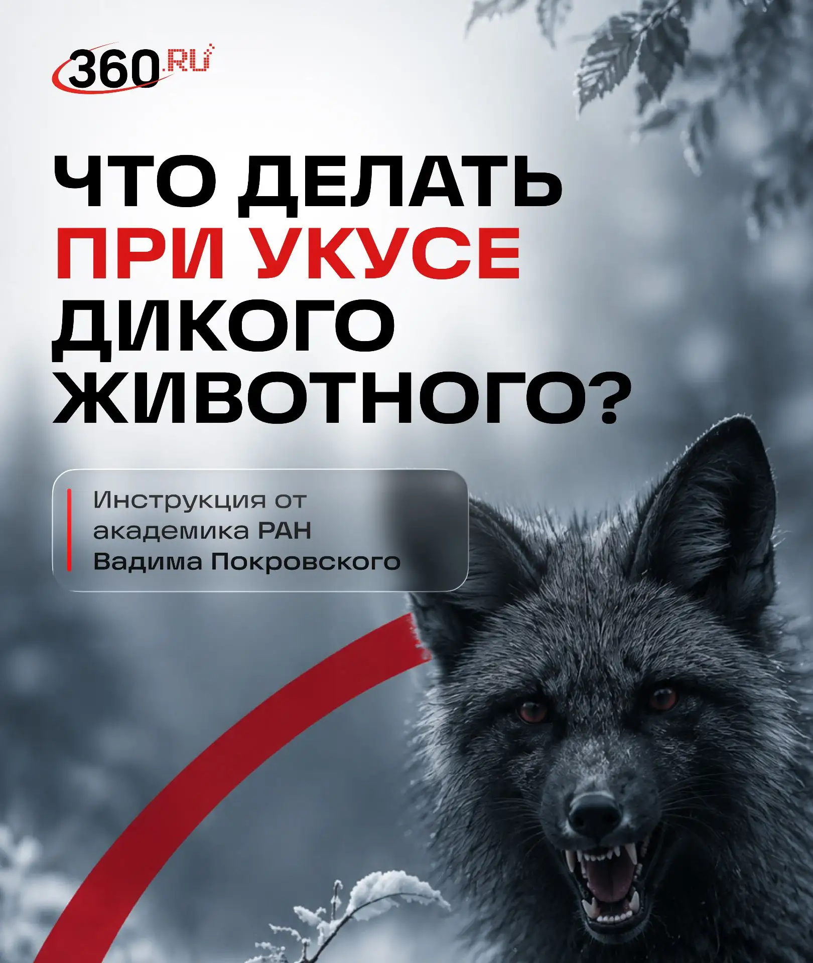 Что делать, если вас укусило дикое животное?