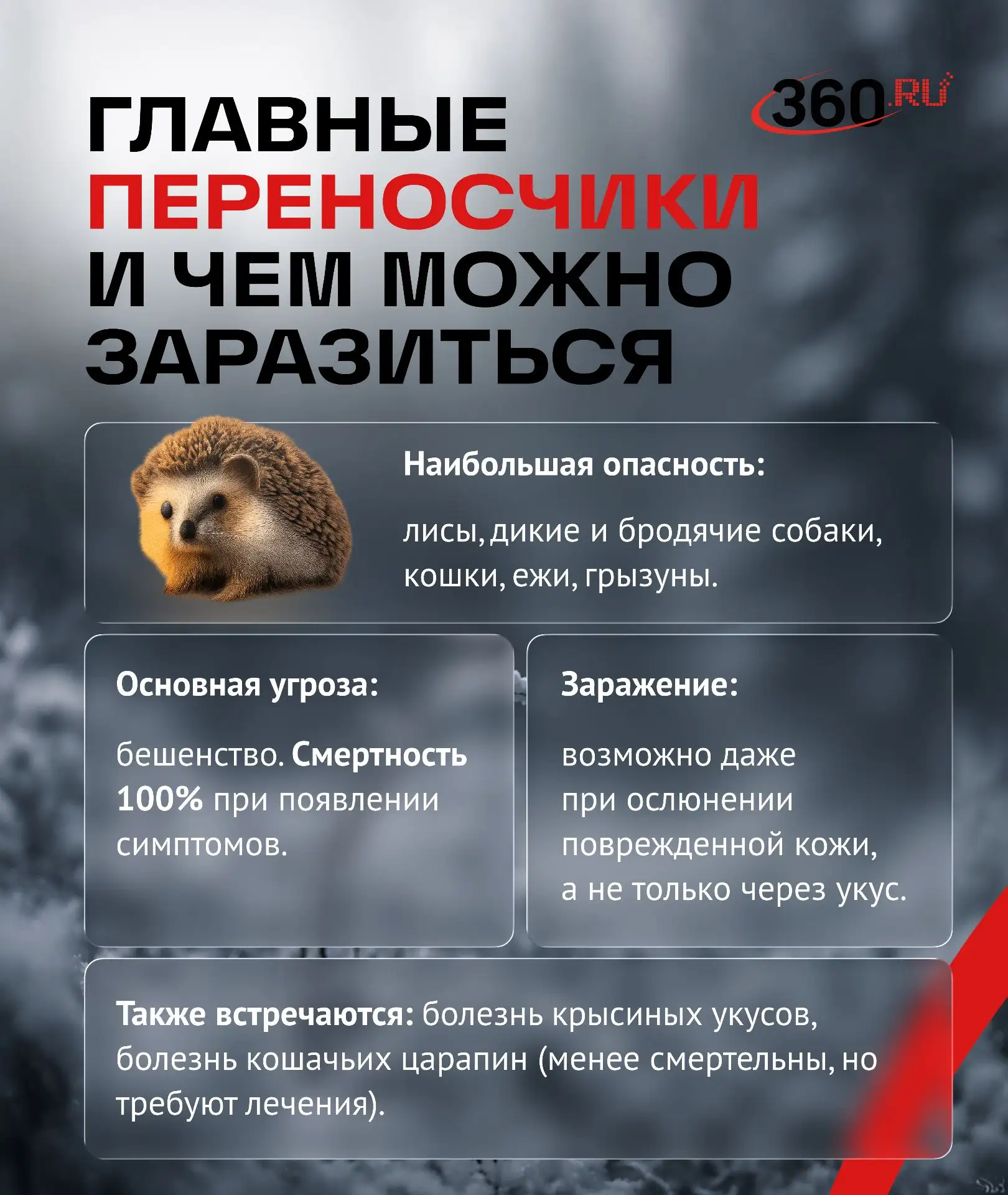 Что делать, если вас укусило дикое животное? Что делать, если вас укусило дикое животное?