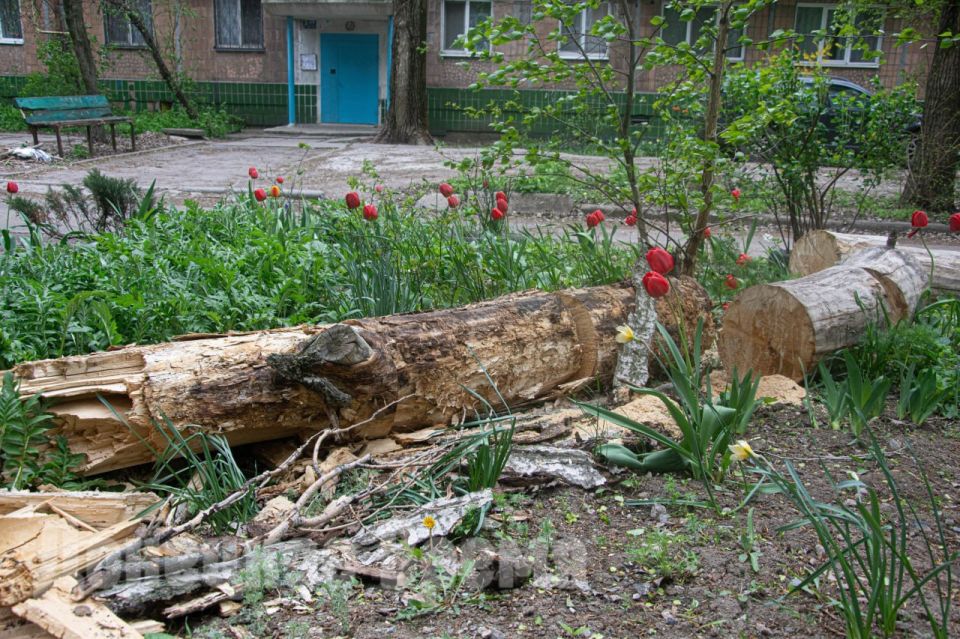 Пока само рухнуло: жильцы дома № 10 по улице Римского-Корсакова в Донецке почти три года добивались сноса дерева Пока само рухнуло: жильцы дома № 10 по улице Римского-Корсакова в Донецке почти три года добивались сноса дерева