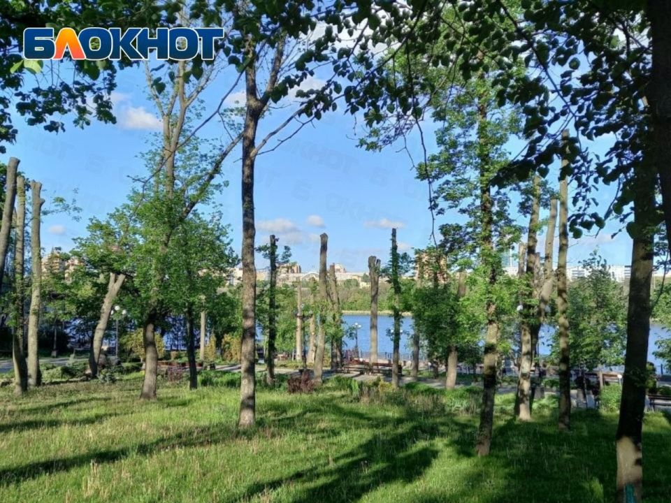 Подписчики показали, как сейчас выглядят деревья в парке Щербакова Подписчики показали, как сейчас выглядят деревья в парке Щербакова