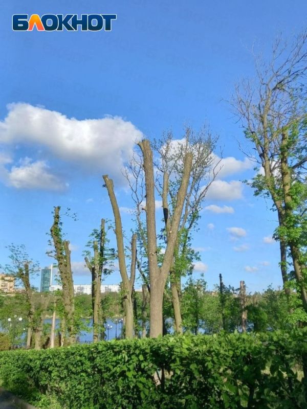 Подписчики показали, как сейчас выглядят деревья в парке Щербакова Подписчики показали, как сейчас выглядят деревья в парке Щербакова