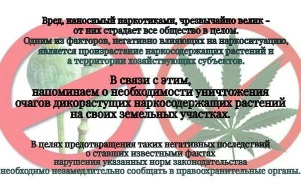Ответственность за незаконное культивирование наркосодержащих растений