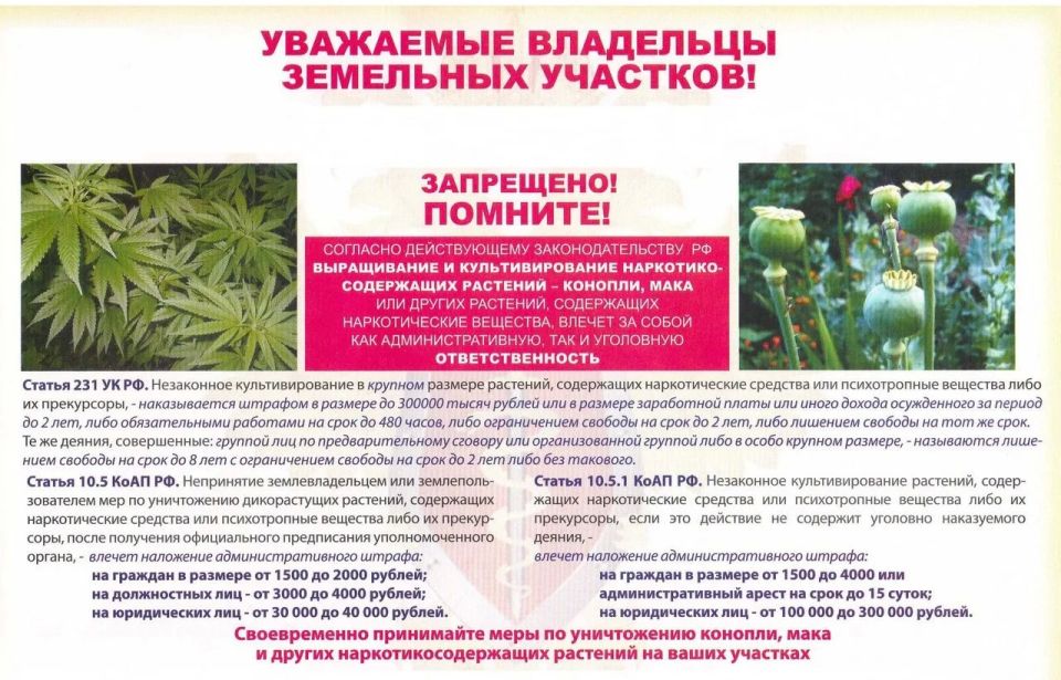 Ответственность за незаконное культивирование наркосодержащих растений Ответственность за незаконное культивирование наркосодержащих растений