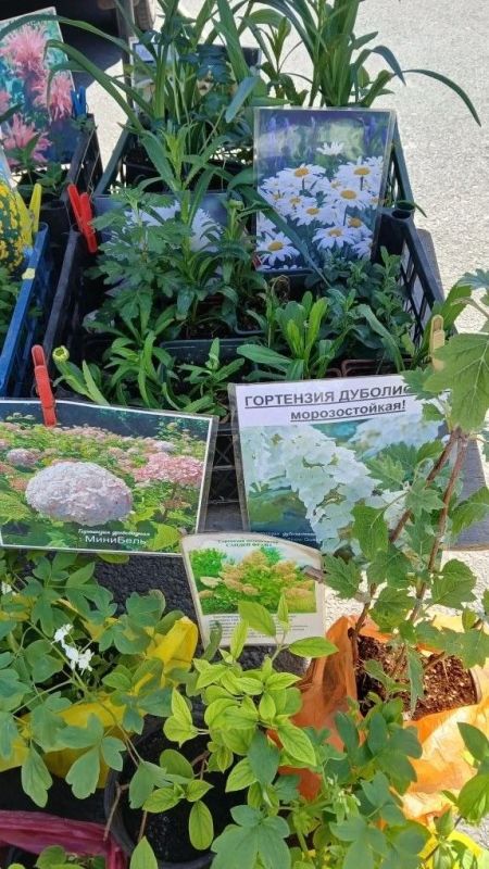 В Снежном прошла ярмарка. 22 мая в городском округе традиционно развернулись прилавки с товарами от местных производителей и предпринимателей Донецка, Макеевки, Харцызска, Енакиво, Тореза и других населенных пунктов В Снежном прошла ярмарка. 22 мая в городском округе традиционно развернулись прилавки с товарами от местных производителей и предпринимателей Донецка, Макеевки, Харцызска, Енакиво, Тореза и других населенных пунктов