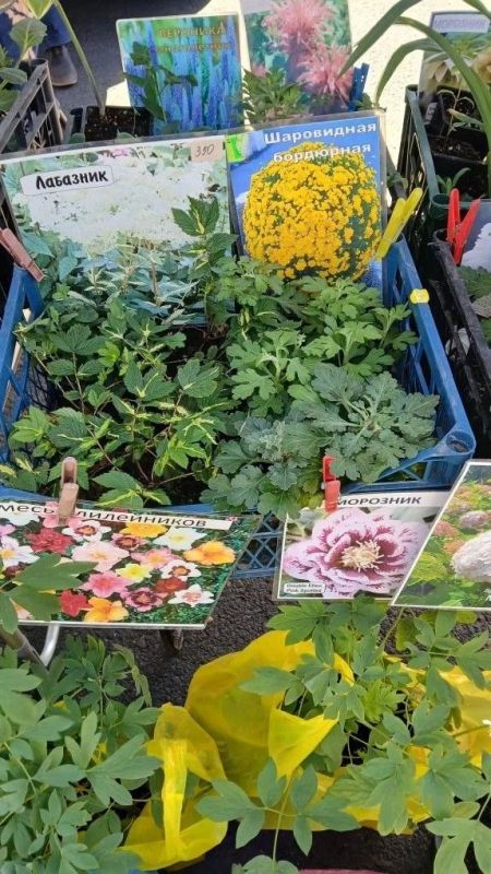 В Снежном прошла ярмарка. 22 мая в городском округе традиционно развернулись прилавки с товарами от местных производителей и предпринимателей Донецка, Макеевки, Харцызска, Енакиво, Тореза и других населенных пунктов В Снежном прошла ярмарка. 22 мая в городском округе традиционно развернулись прилавки с товарами от местных производителей и предпринимателей Донецка, Макеевки, Харцызска, Енакиво, Тореза и других населенных пунктов