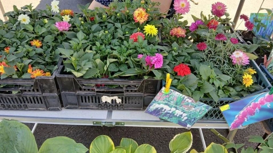В Снежном прошла ярмарка. 22 мая в городском округе традиционно развернулись прилавки с товарами от местных производителей и предпринимателей Донецка, Макеевки, Харцызска, Енакиво, Тореза и других населенных пунктов В Снежном прошла ярмарка. 22 мая в городском округе традиционно развернулись прилавки с товарами от местных производителей и предпринимателей Донецка, Макеевки, Харцызска, Енакиво, Тореза и других населенных пунктов