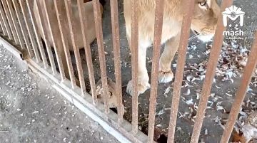 Кроха-львёнок появился на свет в мариупольском зоопарке