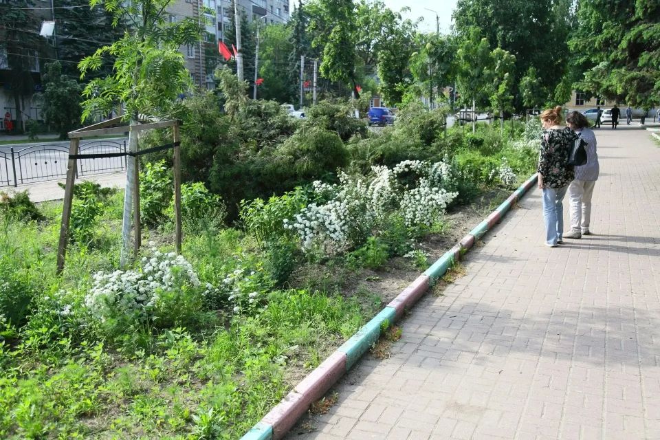 В Калуге оценили состояние посаженных в прошлом году деревьев В Калуге оценили состояние посаженных в прошлом году деревьев