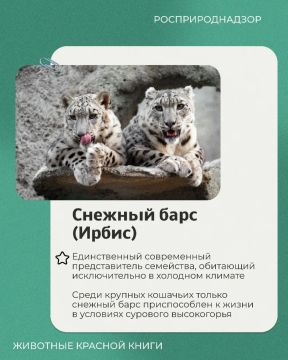 В нашей постоянной рубрике о животных Красной книги — ирбис, или снежный барс