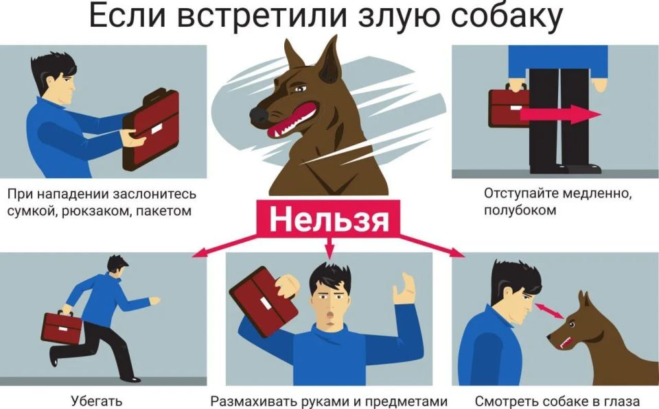 В последнее время повсеместно происходят случаи нападения собак на людей
