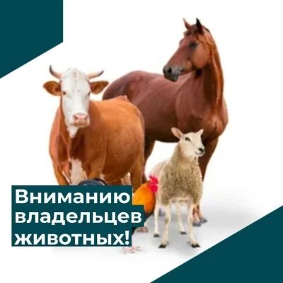 Внимание! Важная информация для владельцев животных