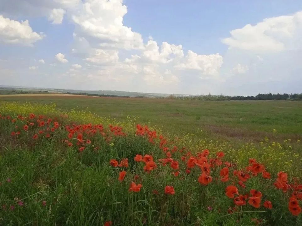 В ДНР впервые за 20 лет зафиксировали массовое цветение степных маков