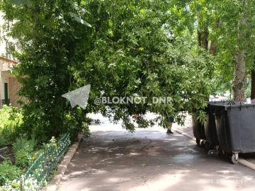 Дерево по проспекту Ильича 83 в Донецке не выдержало вчерашнего дождя