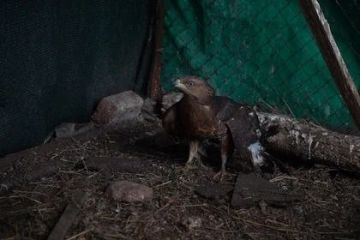В ДНР активисты оказали помощь приюту для животных, передав гумпомощь