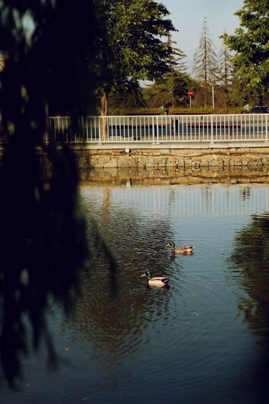 Солнце, зелень парков и тёплый ветер — таким встречает нас летний Донецк Солнце, зелень парков и тёплый ветер — таким встречает нас летний Донецк